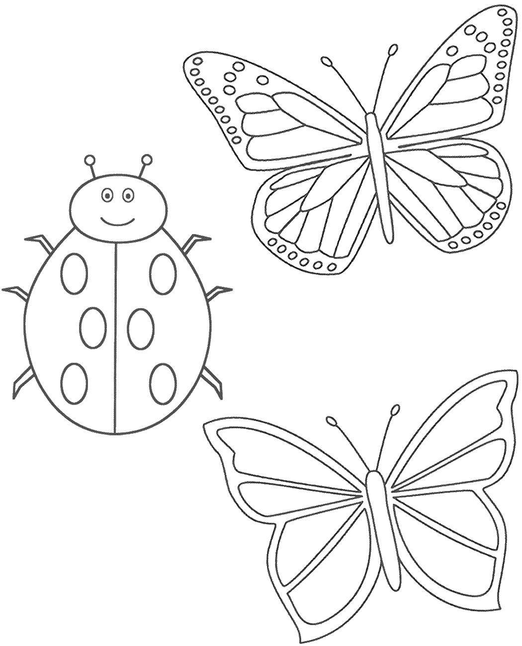 Coloring Insects. Category Insects. Tags:  insects.