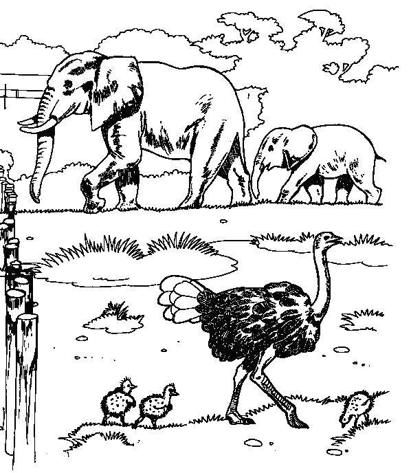 Coloring Elephants and ostriches. Category ostrich. Tags:  animals, ostriches, elephants.