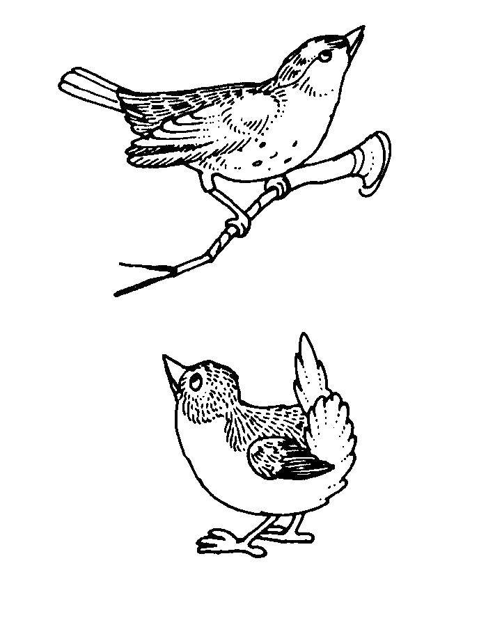 Coloring Birds. Category birds. Tags:  birds, bird.