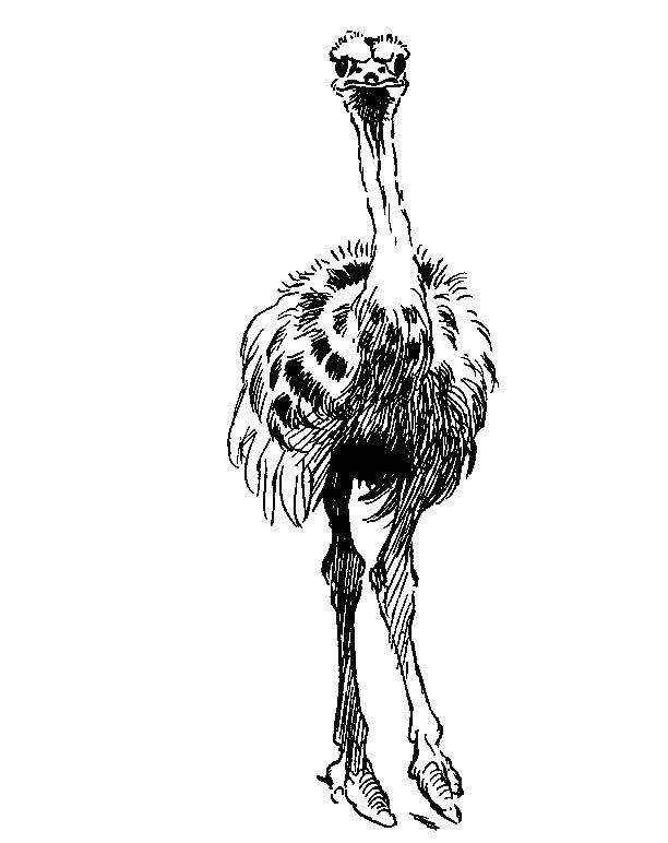 Coloring Straus emo. Category ostrich. Tags:  Ostrich, Emo.