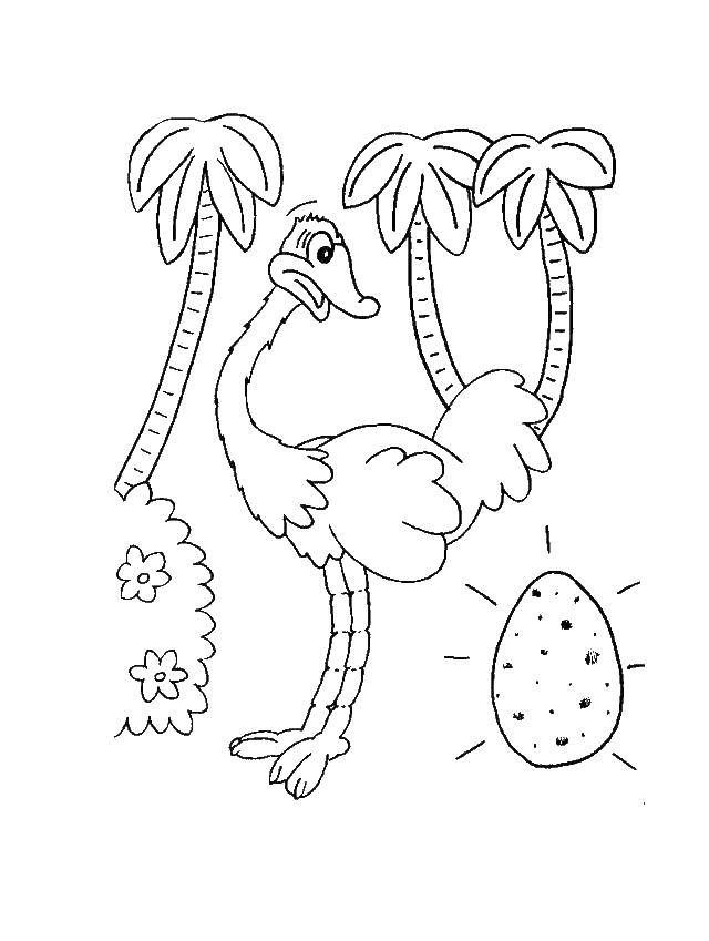 Название: Раскраска Страус с яйцом. Категория: страус. Теги: Страус, Эмо.