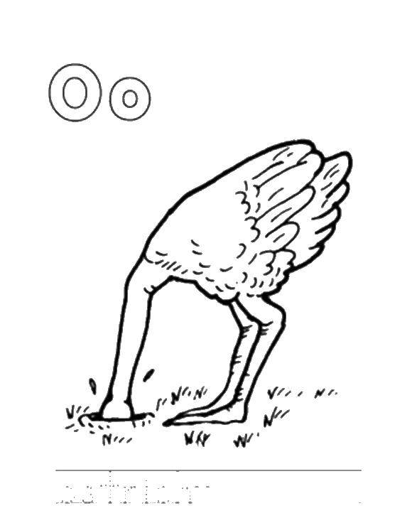 Coloring Ostrich. Category ostrich. Tags:  poultry, ostrich.