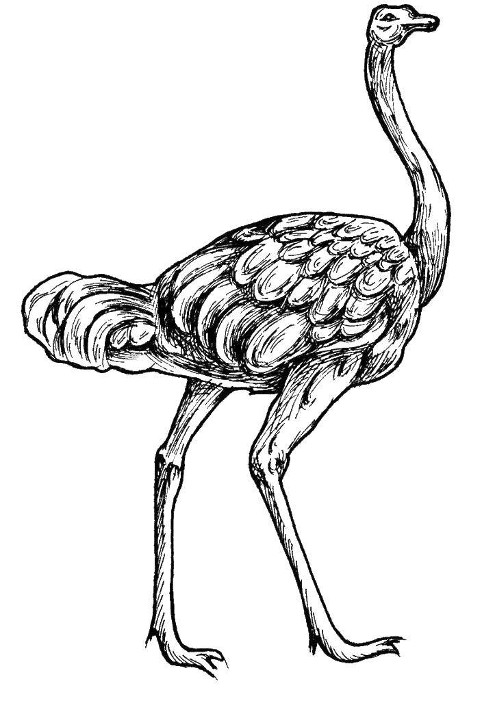 Coloring Ostrich. Category ostrich. Tags:  poultry, ostriches.
