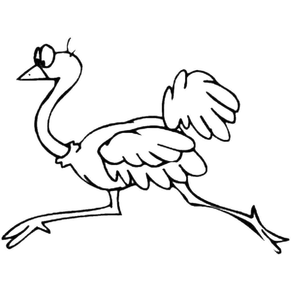 Раскраска страус - распечатать и скачать бесплатно для детей