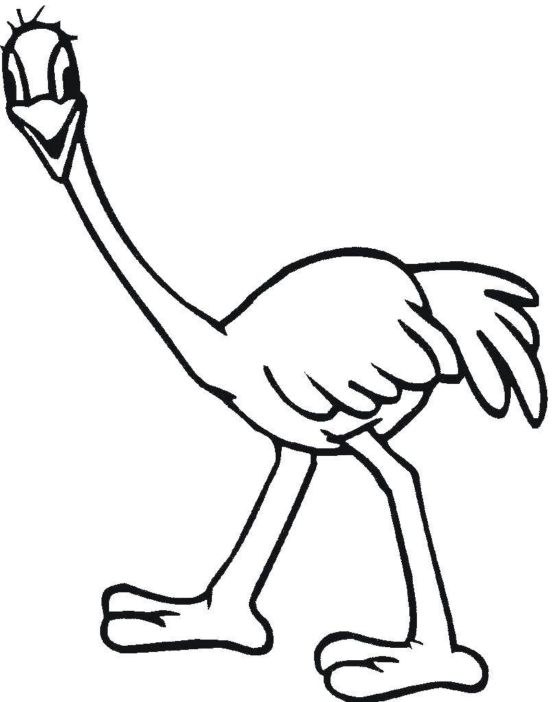 Coloring Ostrich. Category ostrich. Tags:  ostrich.