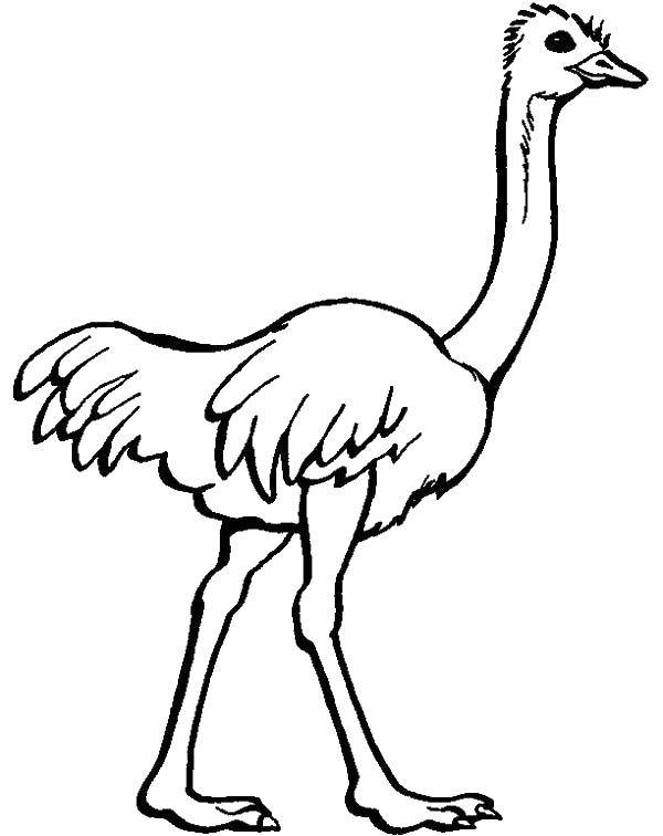 Coloring Ostrich. Category ostrich. Tags:  ostrich.