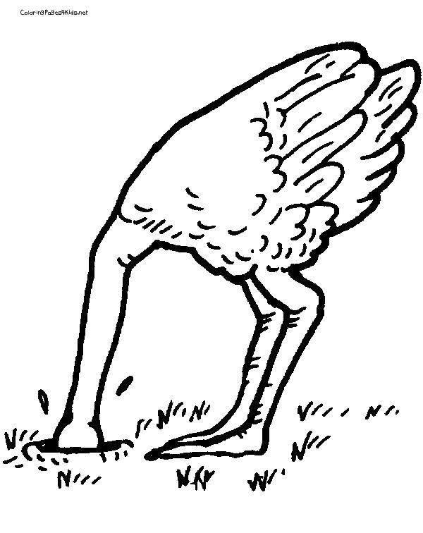 Coloring Ostrich. Category ostrich. Tags:  poultry, ostriches.
