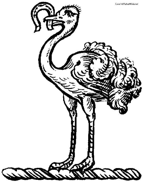 Coloring Ostrich. Category ostrich. Tags:  poultry, ostrich.
