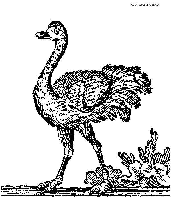 Coloring Ostrich. Category ostrich. Tags:  poultry, ostrich.