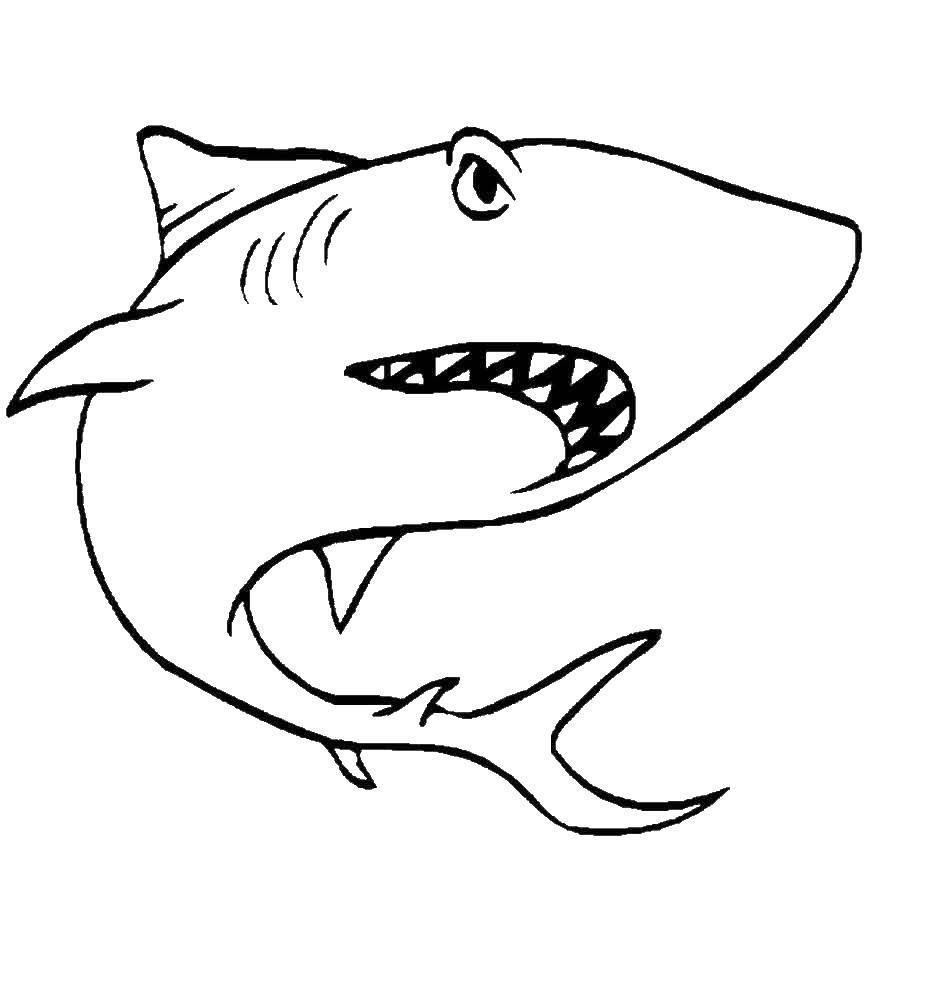 Название: Раскраска Злая акула. Категория: рыбы. Теги: море, рыбы, акула.