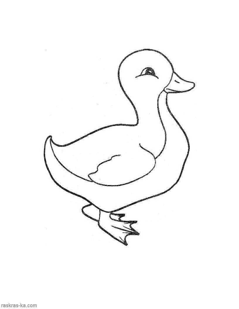 Coloring Drawing ducks. Category Pets allowed. Tags:  duck.