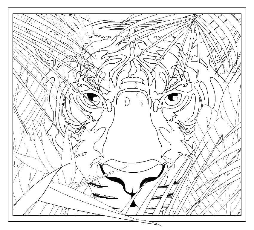 Название: Раскраска Тигр. Категория: Животные. Теги: животные, тигр, листва.