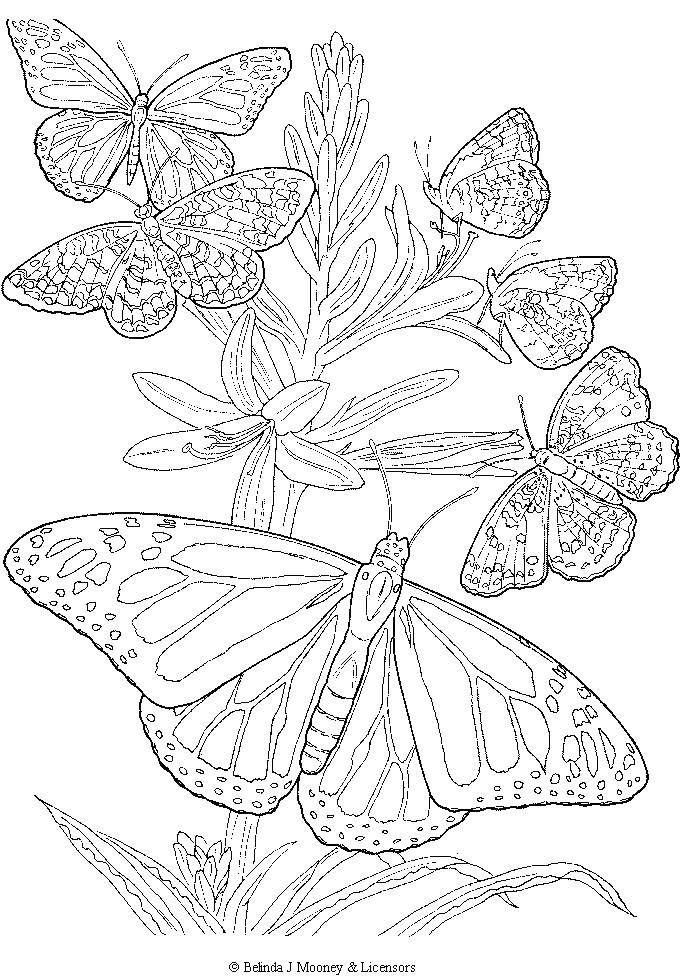 Coloring Butterfly. Category butterflies. Tags:  insects, butterflies, wings.