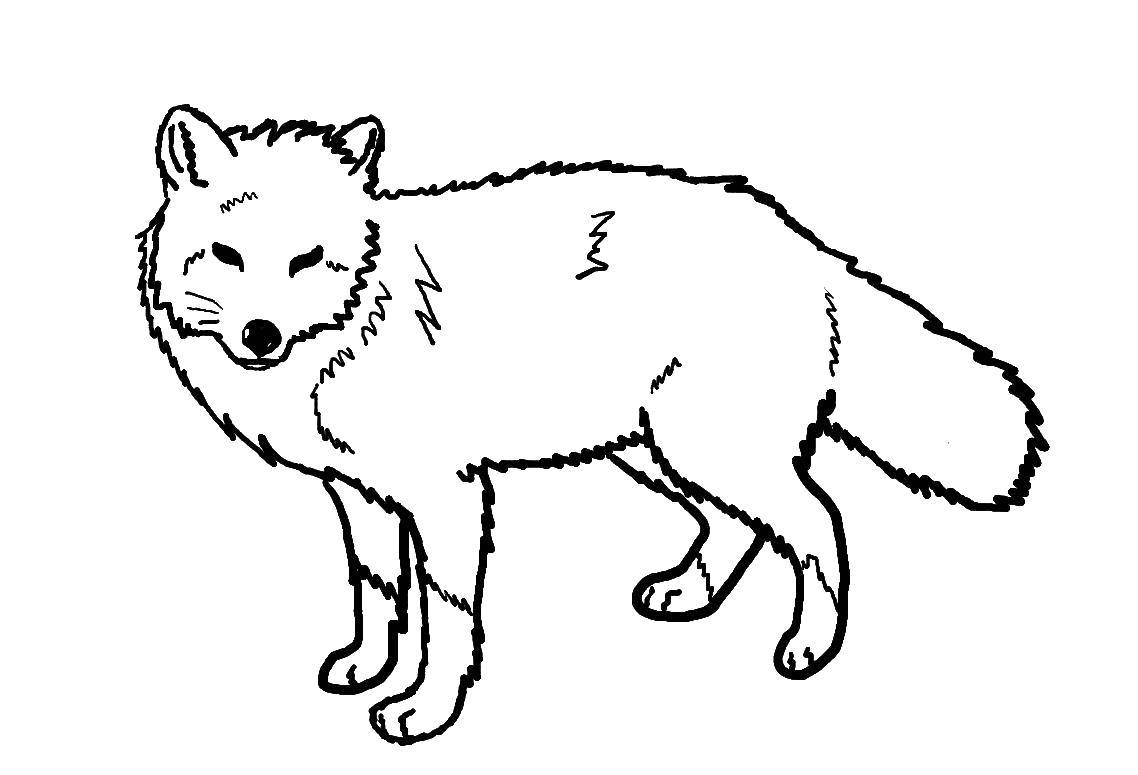 Coloring Fox. Category the Fox. Tags:  animals, Fox, foxy.