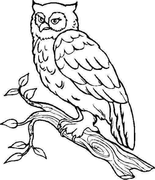 Coloring Owl. Category birds. Tags:  birds, owl.