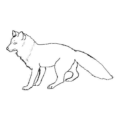 Опис: розмальовки  Лисиця. Категорія: Лисиця. Теги:  тварини, лисиця, лисичка.