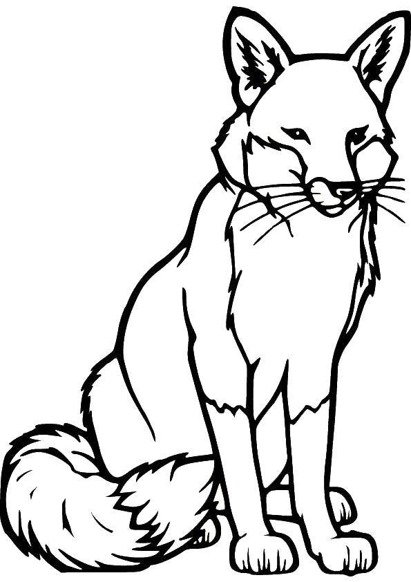 Coloring Fox. Category Fox. Tags:  animals, Fox, foxes.