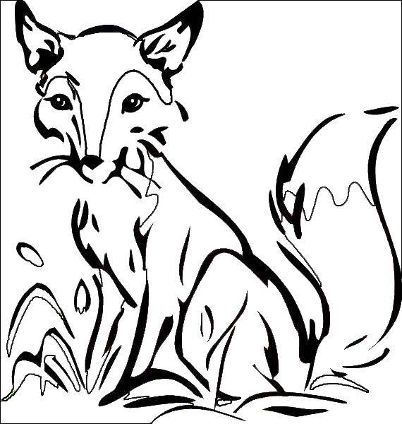 Название: Раскраска Лиса. Категория: Лисица. Теги: животные, лиса, лисичка.