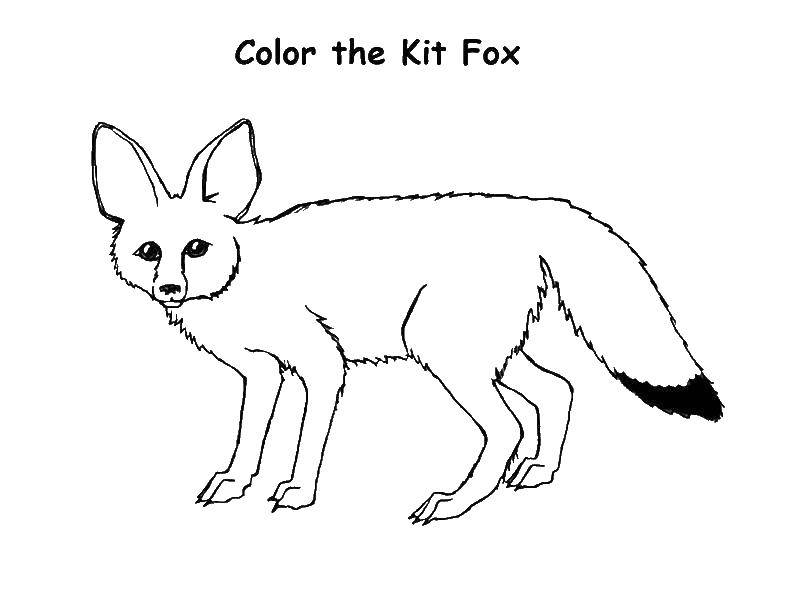Coloring Fox. Category Fox. Tags:  animals, Fox, foxy.