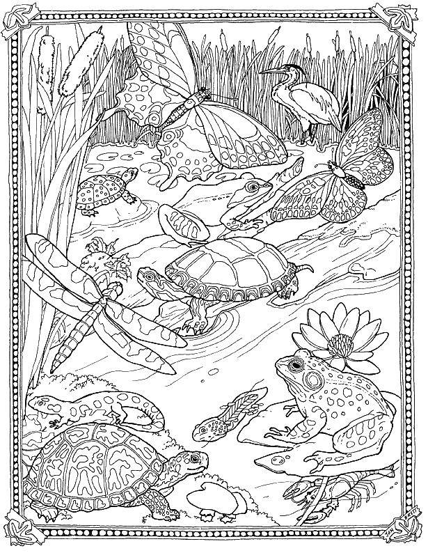 Coloring Frogs, turtles, insects. Category Nature. Tags:  nature, animals, plants, insects.