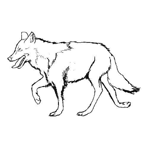 Название: Раскраска Волк. Категория: волк. Теги: животные, волк.