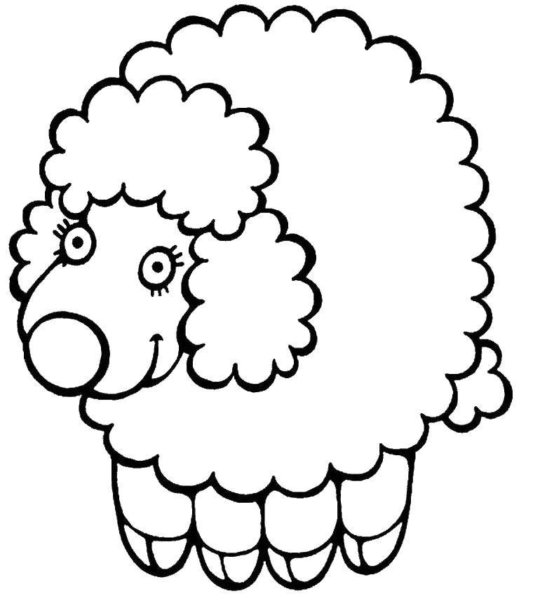 Розмальовки  Мила пухнаста овечка. Завантажити розмальовку тварини, овечка..  Роздрукувати ,Тварини,