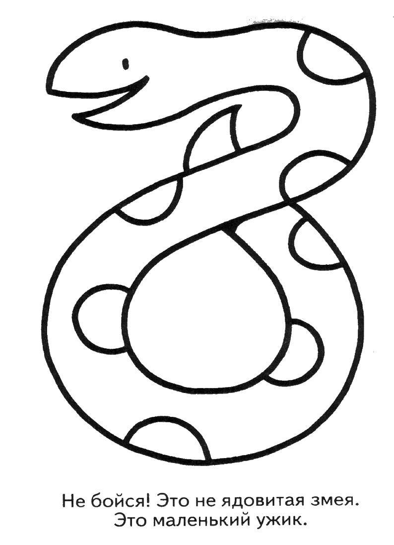 Название: Раскраска Добрая змея - ужик. Категория: Животные. Теги: животные, змея, ужик, уж.