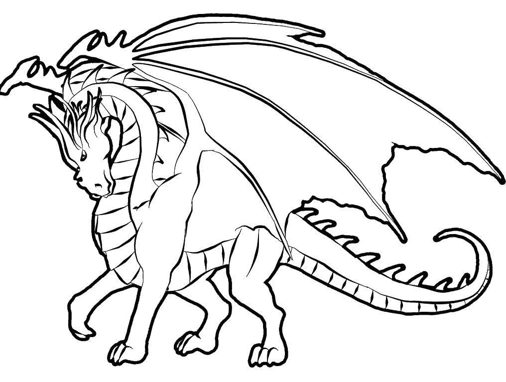 Coloring Dragon with big wings. Category Dragons. Tags:  Dragons.