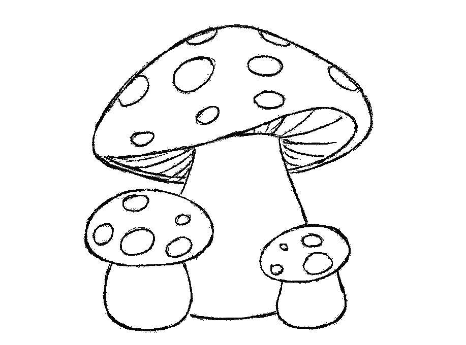 Название: Раскраска Мухоморы. Категория: грибы. Теги: Грибы.