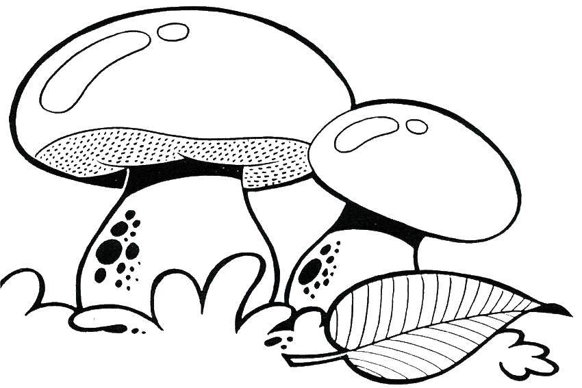 Название: Раскраска Съедобные грибы. Категория: грибы. Теги: Грибочек.