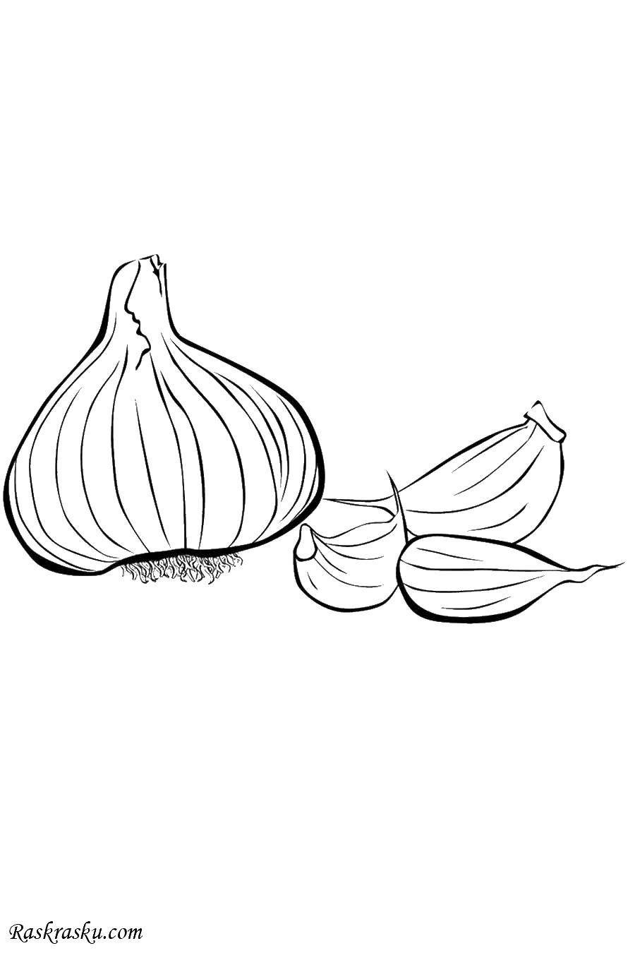 Coloring Garlic. Category vegetables. Tags:  Vegetables.