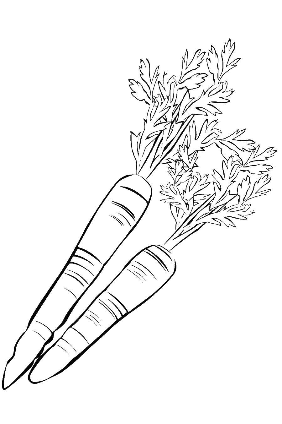 Coloring Carrots. Category vegetables. Tags:  Vegetables, carrots.