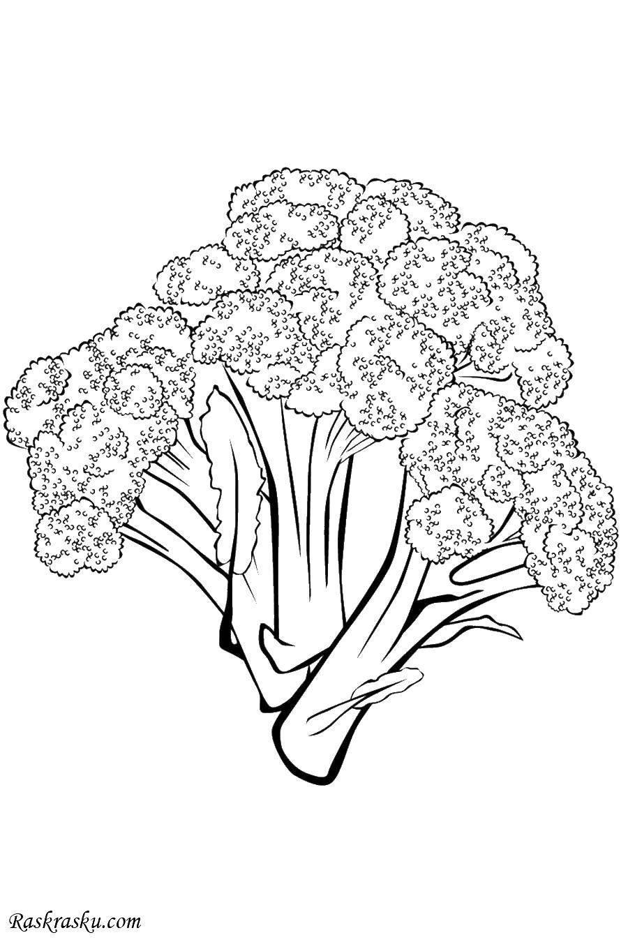 Coloring Cauliflower. Category vegetables. Tags:  Vegetables.