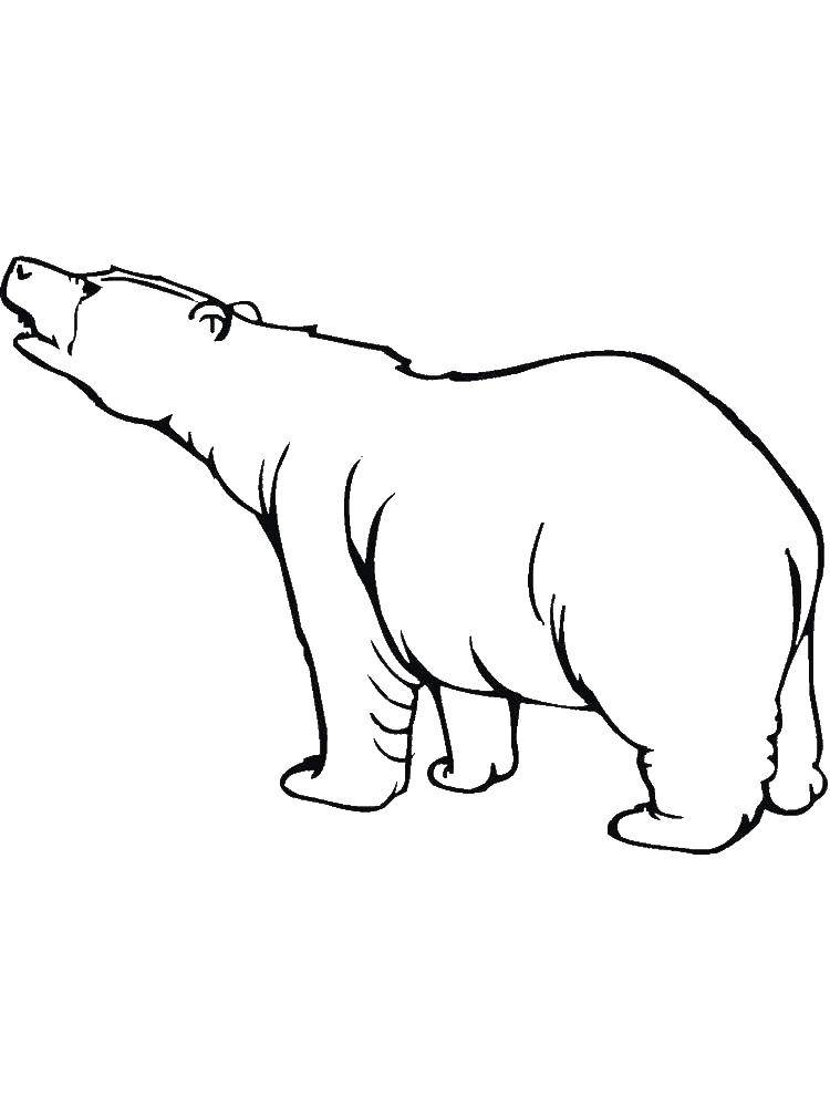 Название: Раскраска Белый медведь.. Категория: Животные. Теги: Животные, медведь.