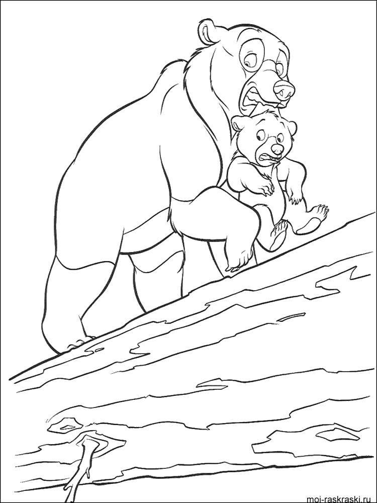 Название: Раскраска Братец медвежонок. Категория: Персонаж из игры. Теги: Животные, медведь.