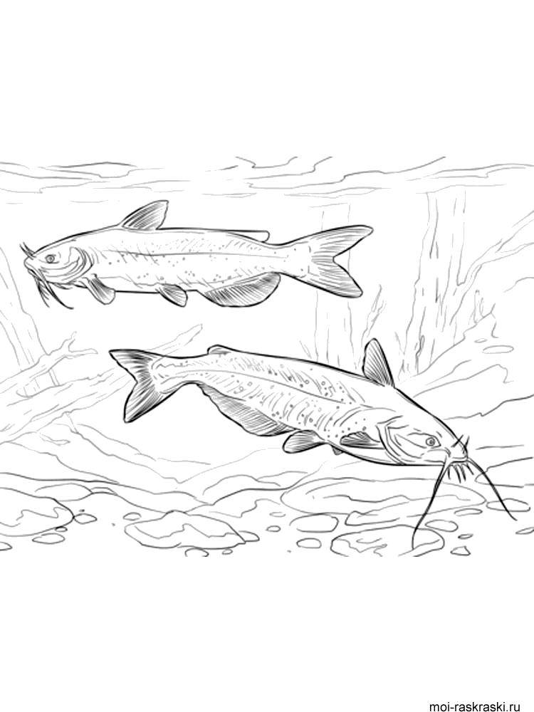 Coloring Two whiskered catfish. Category fish. Tags:  Fish, water.