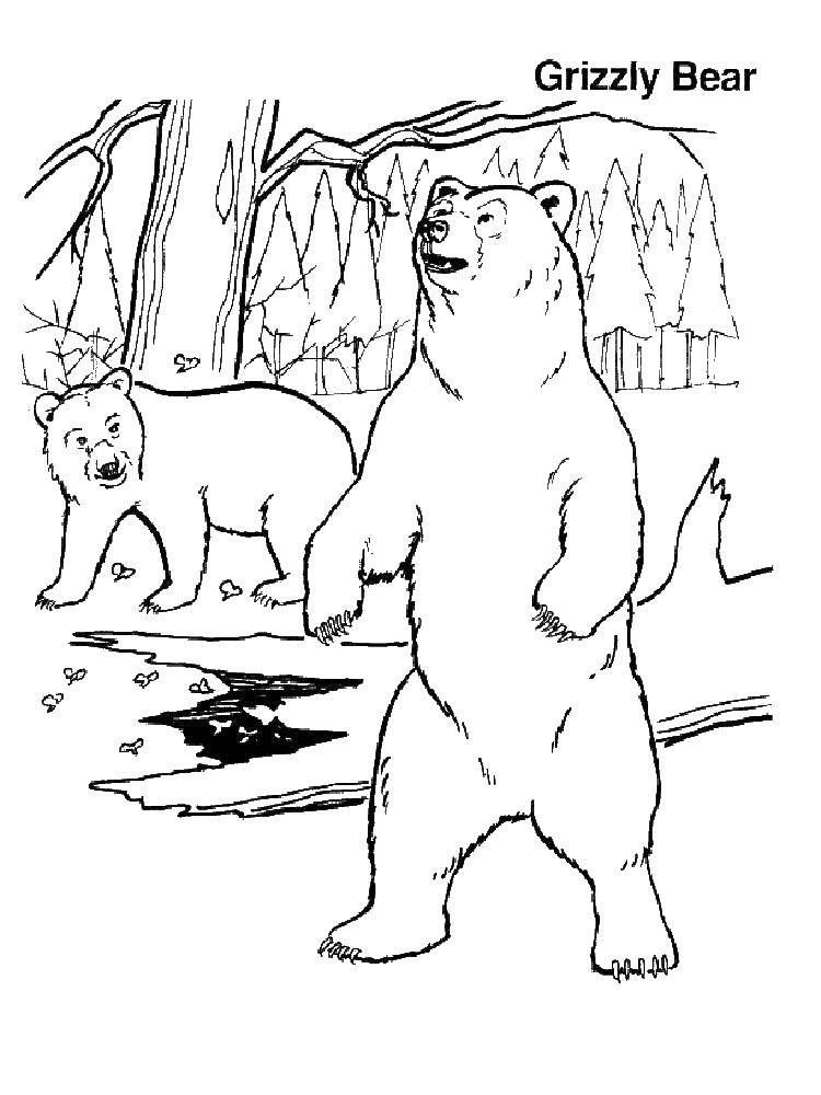 Coloring Grizzly. Category Animals. Tags:  Animals, bear.