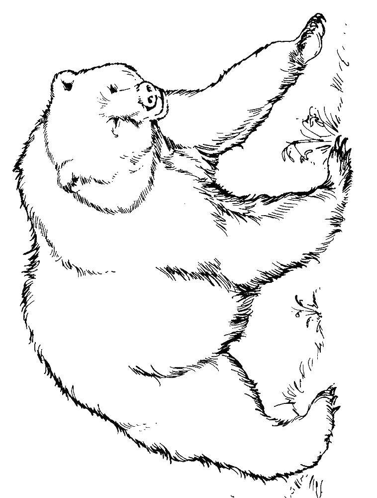 Название: Раскраска Грозный медведь.. Категория: Животные. Теги: Животные, медведь.