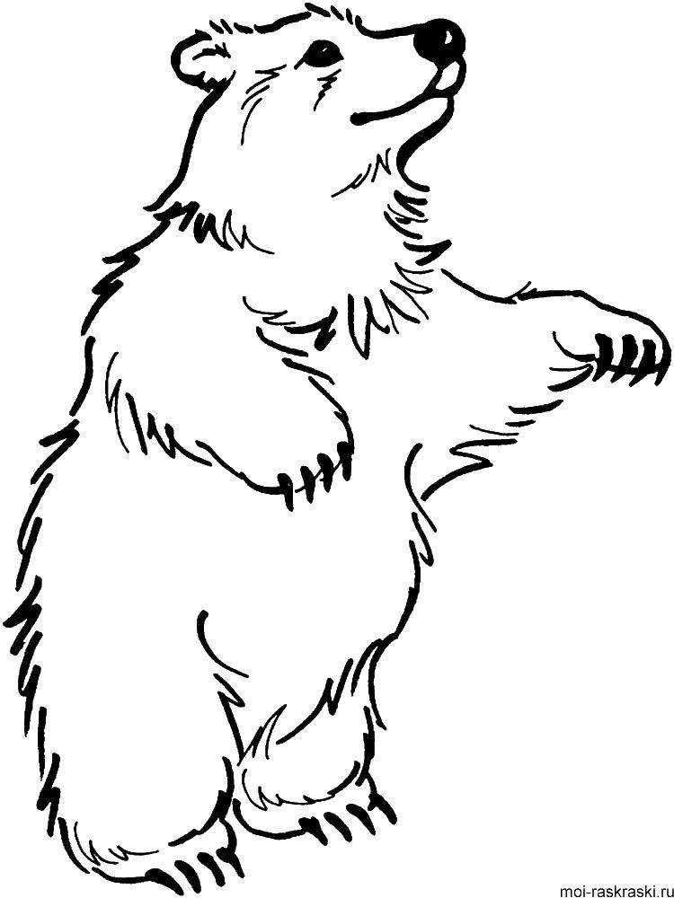 Coloring Clawed bear. Category Animals. Tags:  Animals, bear.