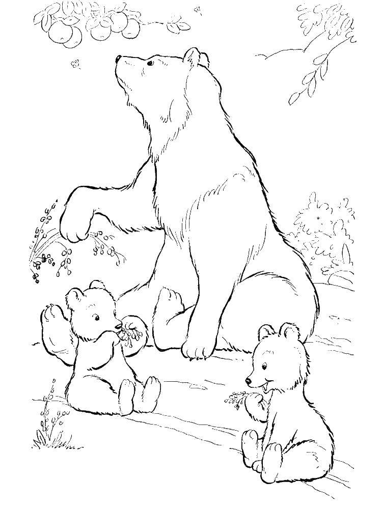 Название: Раскраска Мама медведица с медвежатками. Категория: Животные. Теги: Животные, медведь.