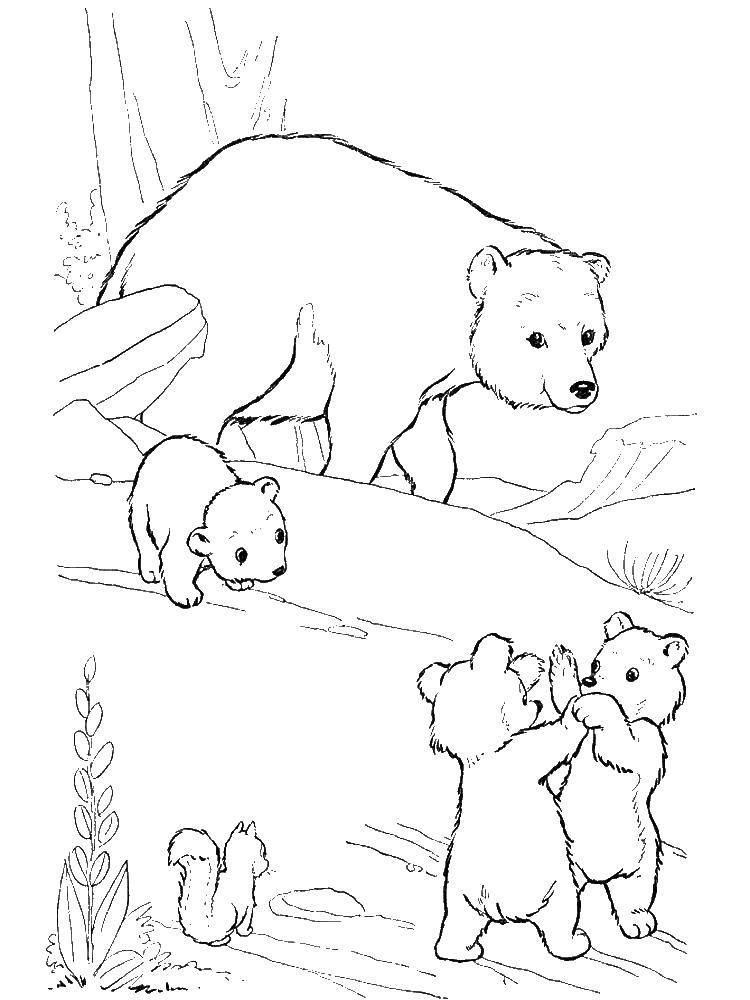 Название: Раскраска Мама с медвежатами. Категория: Животные. Теги: Животные, медведь.