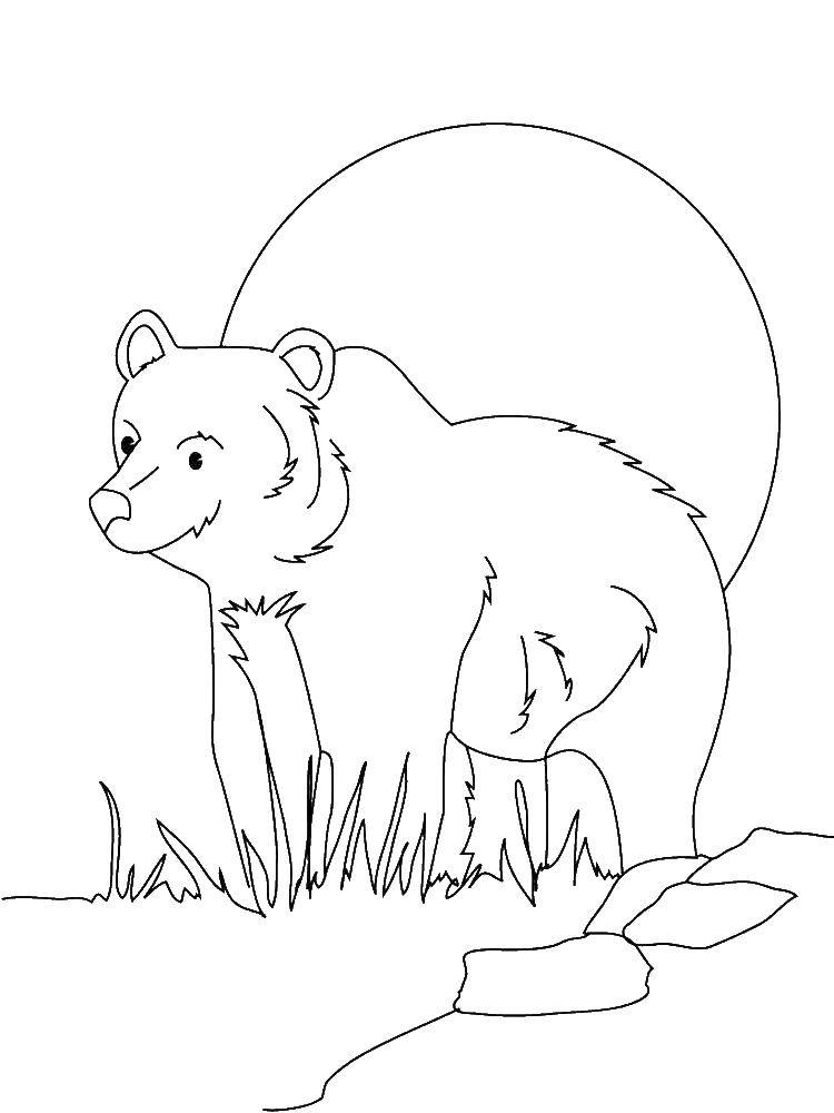 Coloring Bear in nature. Category Animals. Tags:  Animals, bear.