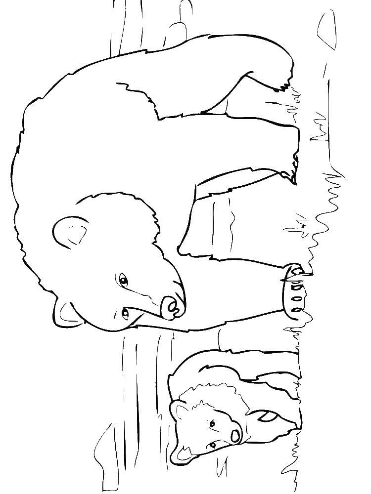 Название: Раскраска Медведица с малышом. Категория: Животные. Теги: Животные, медведь.