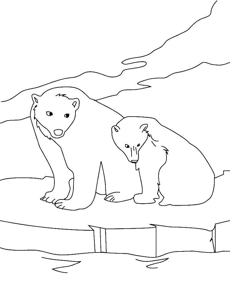 Название: Раскраска Медвежата.. Категория: Животные. Теги: Животные, белый медведь.