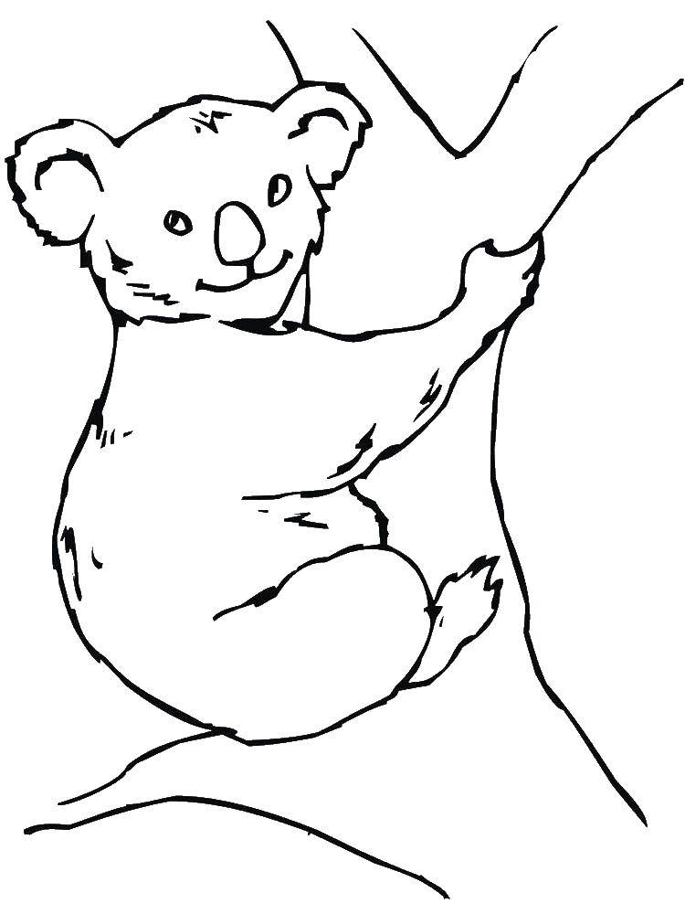 Название: Раскраска Мишка коала на деревце. Категория: Животные. Теги: Животные, мишка.