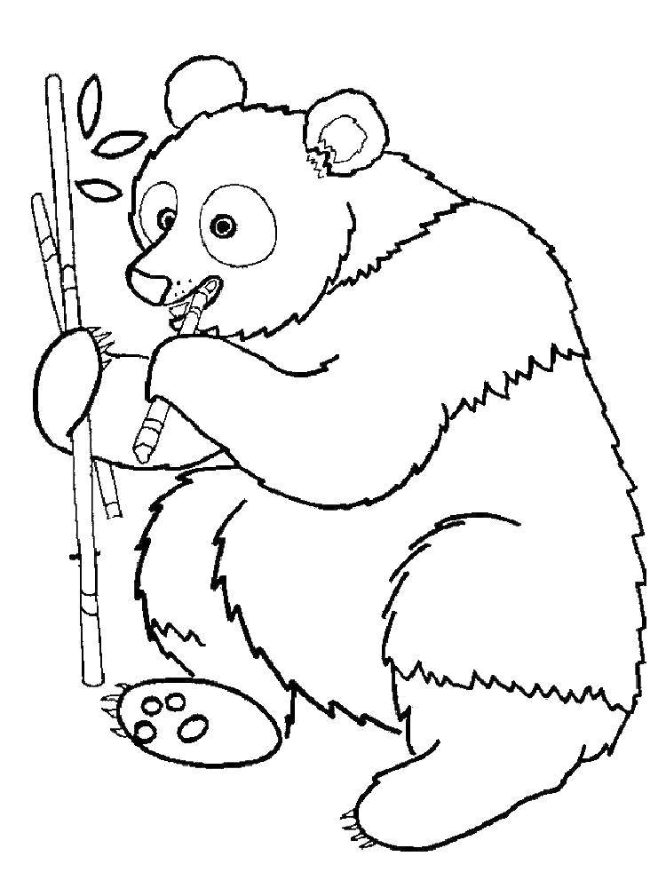 Название: Раскраска Панда очень любит бамбук. Категория: Животные. Теги: Животные, панда.