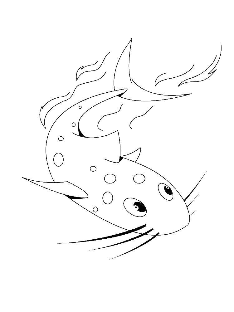 Название: Раскраска Пятнистый сомик. Категория: рыбы. Теги: Подводный мир, рыба.