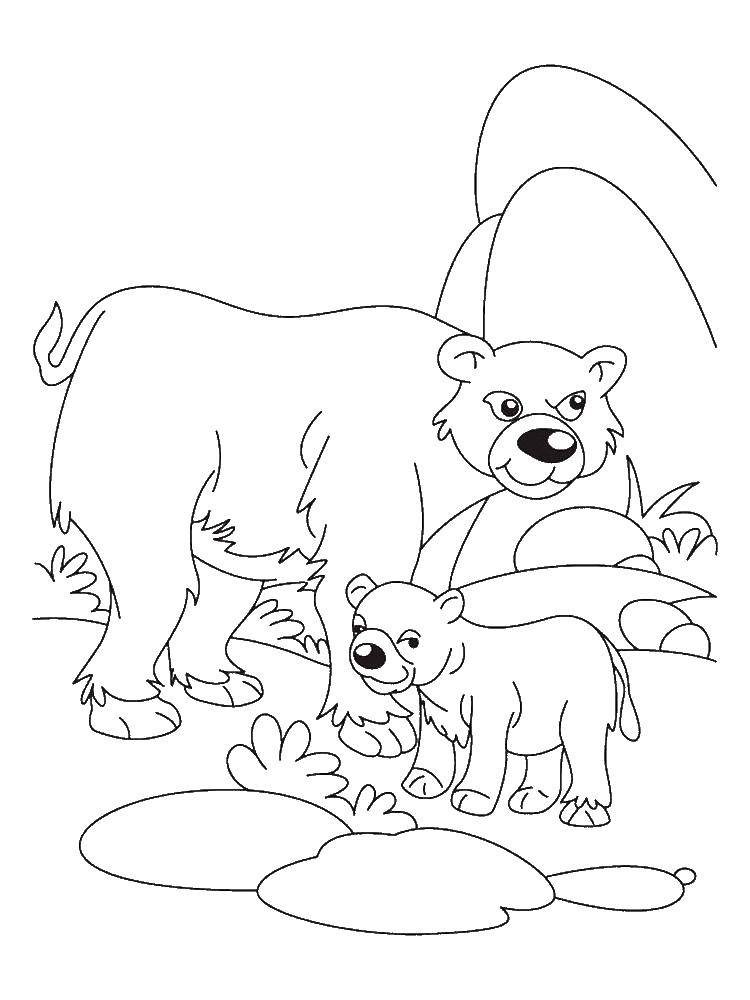 Название: Раскраска Семья медведей. Категория: Животные. Теги: Животные, медведь.