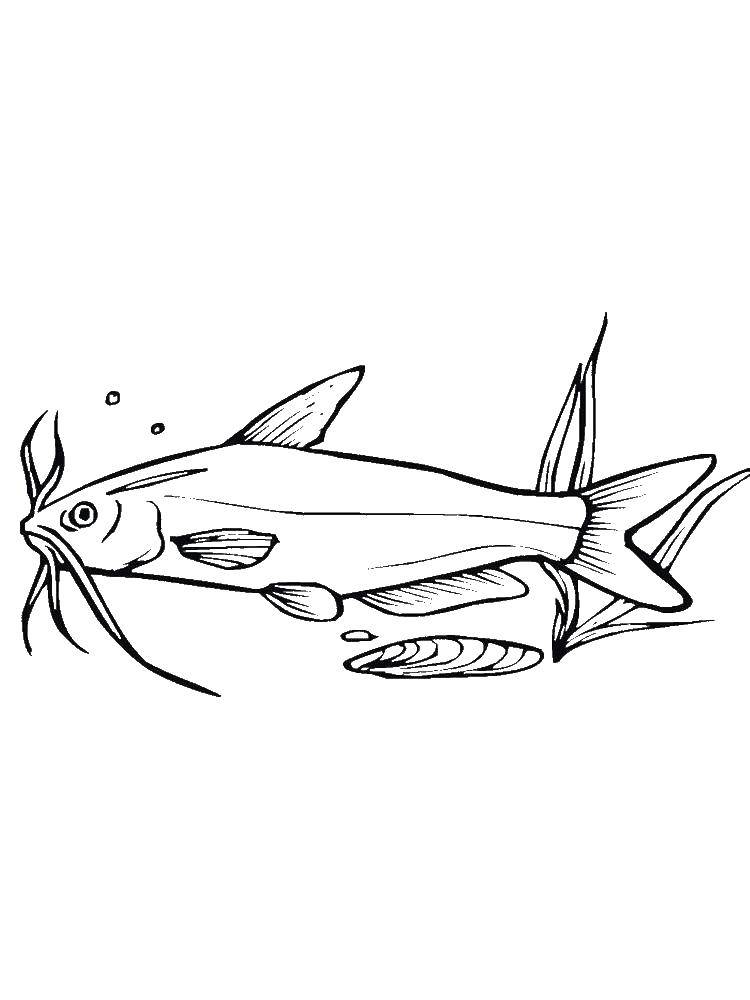 Название: Раскраска Сом на дне. Категория: рыбы. Теги: Подводный мир, рыба.