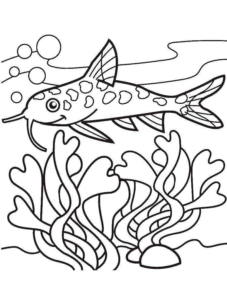 Название: Раскраска Сом у водорослей. Категория: рыбы. Теги: Подводный мир, рыба.